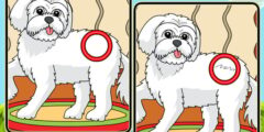 Dogs Spot The Differences 2