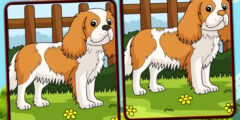 Dogs Spot The Differences